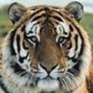 Meet your Posher, Philip